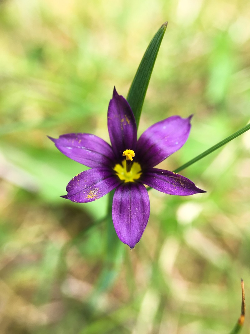 Alaska Blue-Eyed Grass