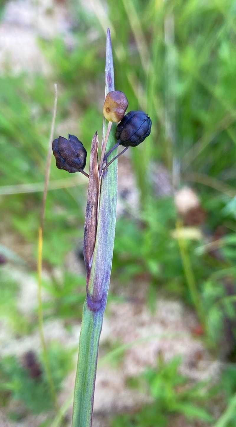Alaska Blue-Eyed Grass photo 2