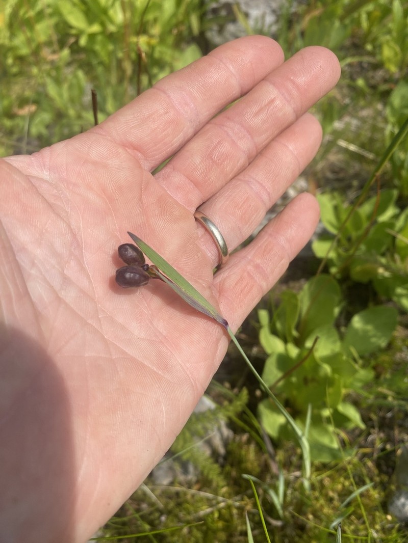 Alaska Blue-Eyed Grass photo 3
