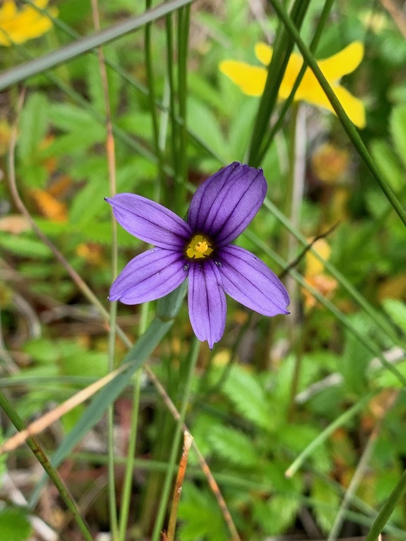 Alaska Blue-Eyed Grass photo 4