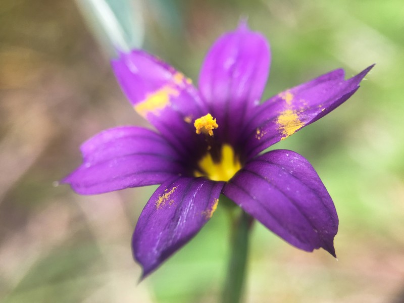 Alaska Blue-Eyed Grass photo 5