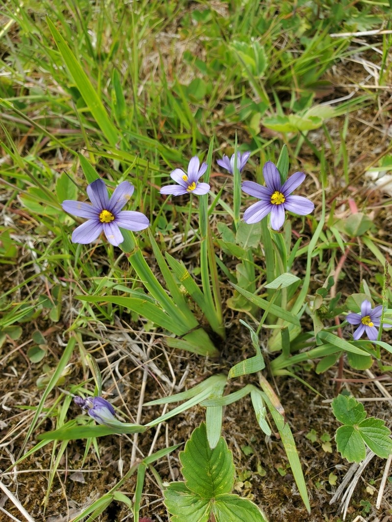 Alaska Blue-Eyed Grass photo 6