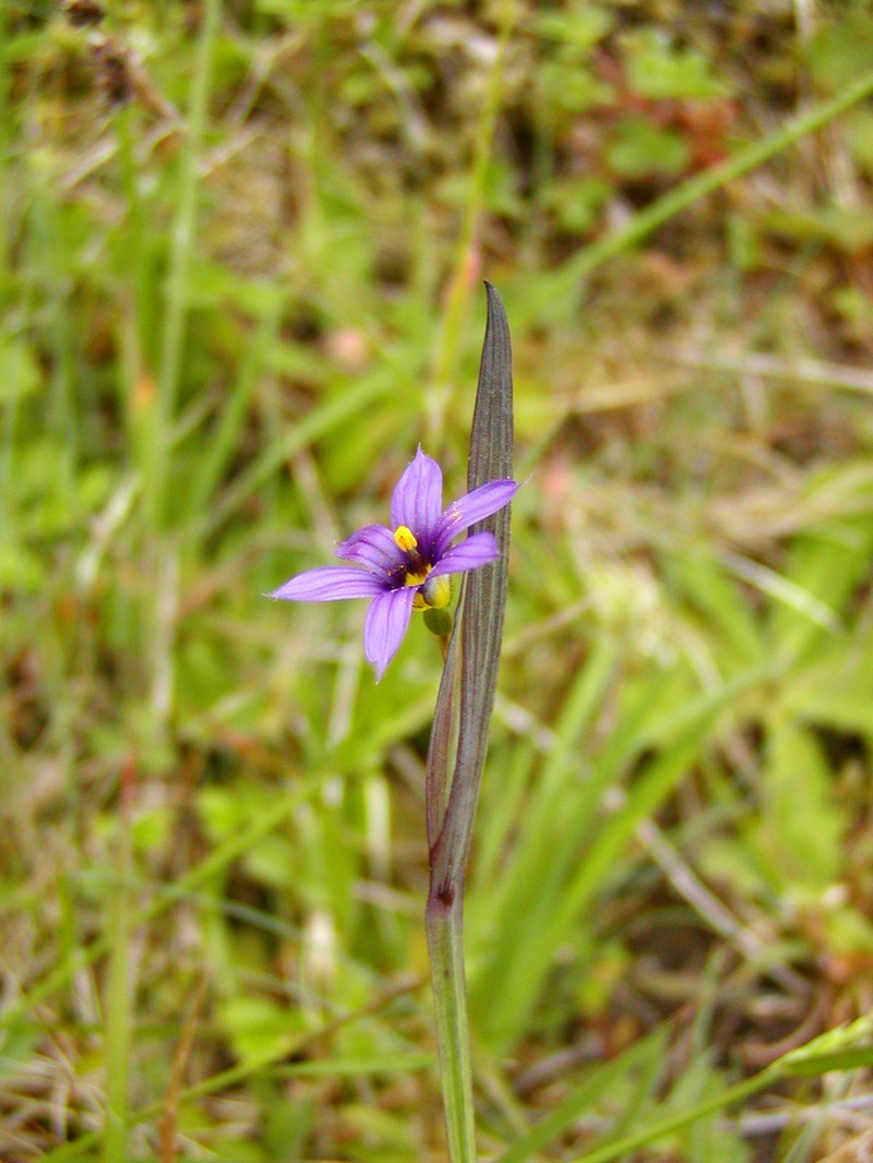 Alaska Blue-Eyed Grass photo 7