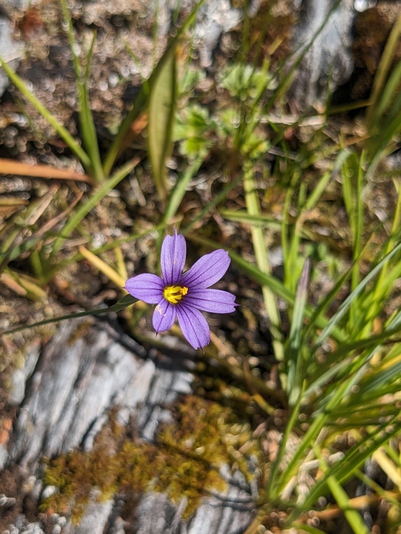 Alaska Blue-Eyed Grass photo 8
