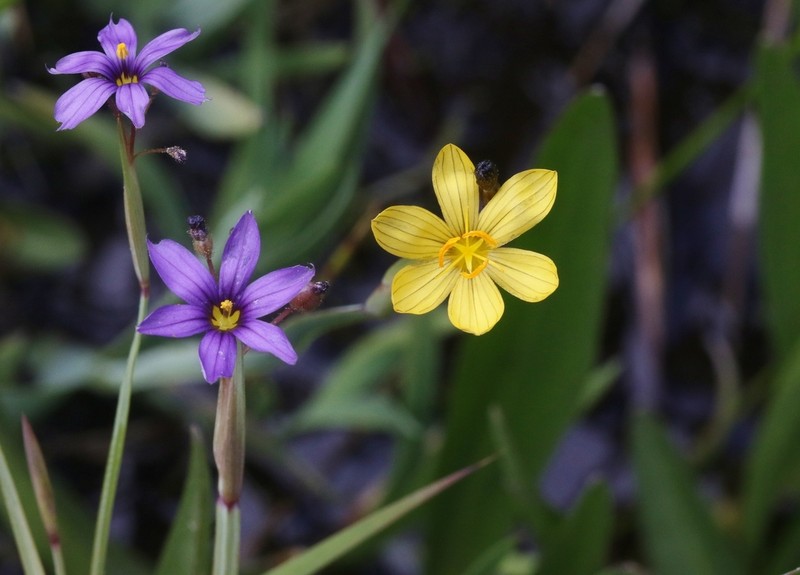 Timberland Blue-Eyed Grass
