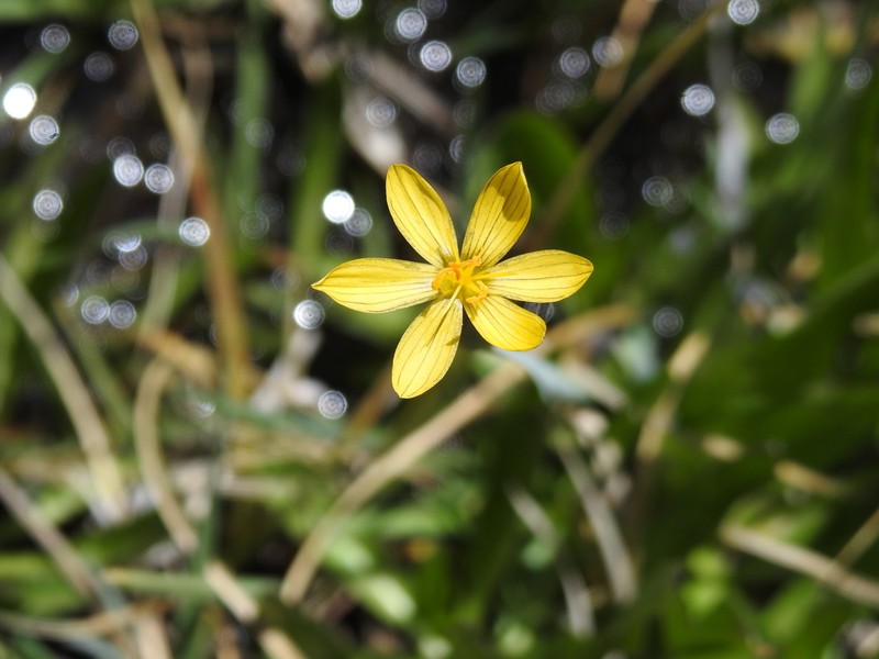 Timberland Blue-Eyed Grass photo 2