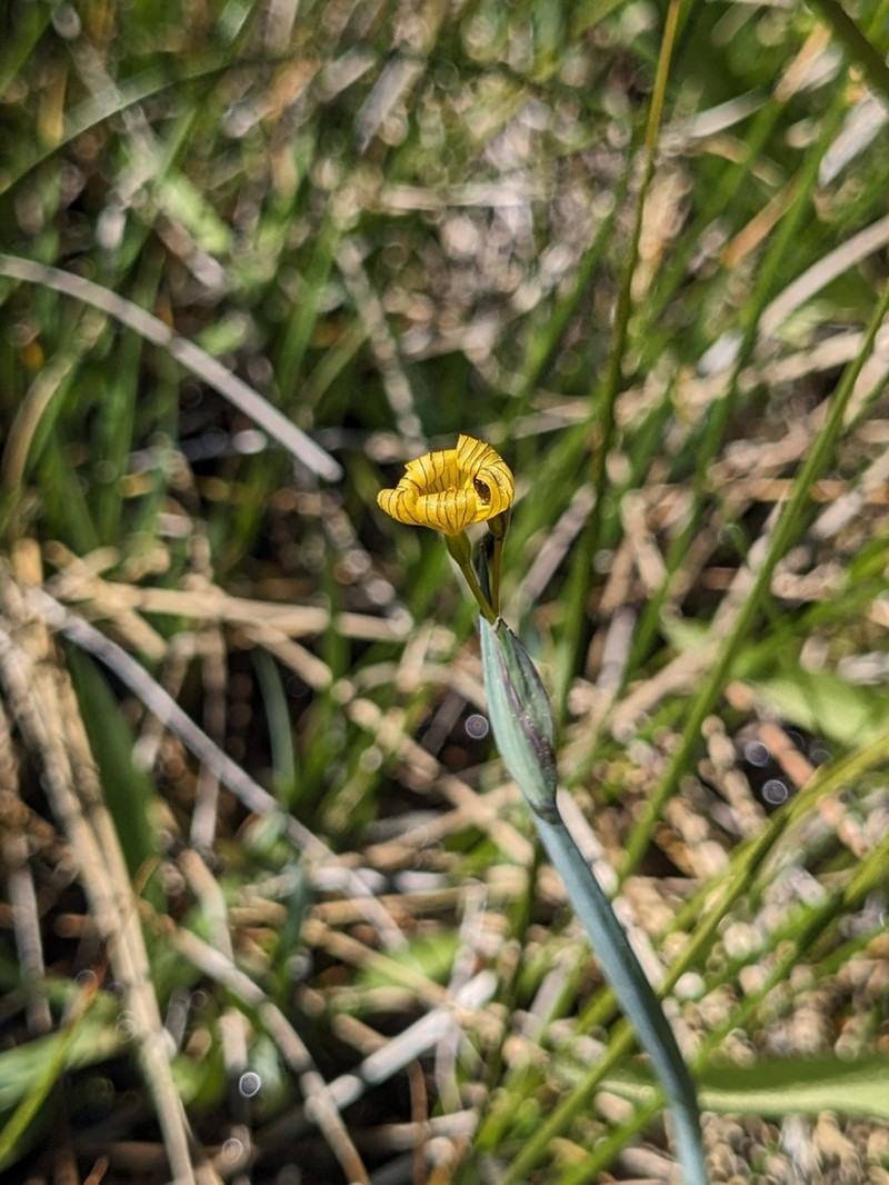 Timberland Blue-Eyed Grass photo 3