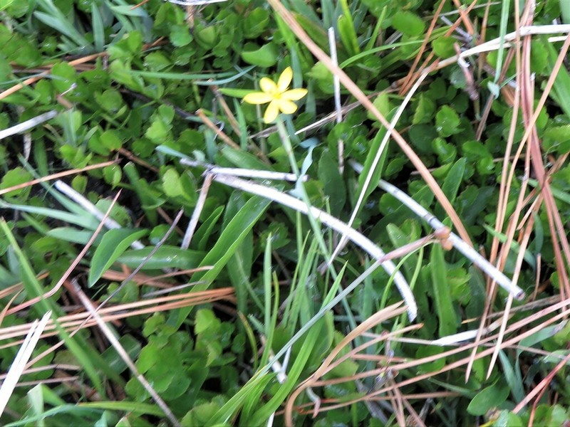 Timberland Blue-Eyed Grass photo 4