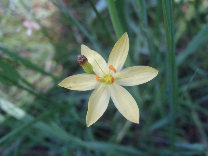 Timberland Blue-Eyed Grass photo 5