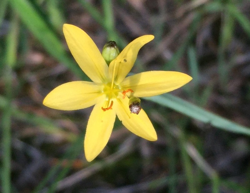 Timberland Blue-Eyed Grass photo 6