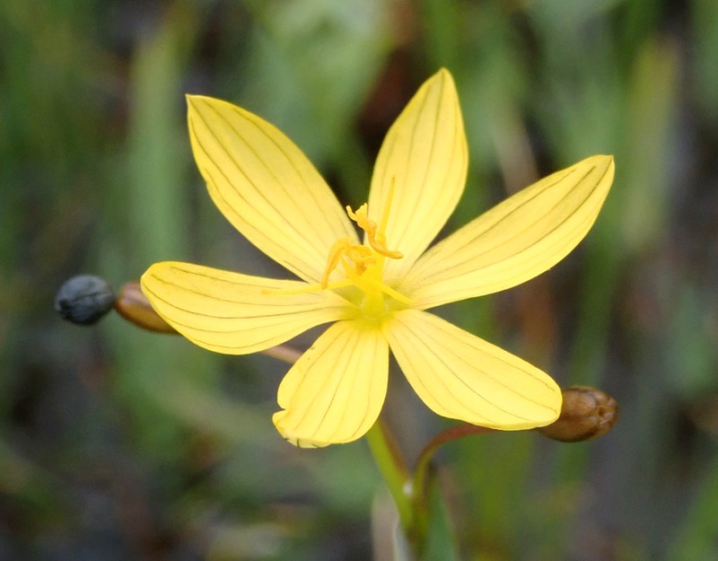 Timberland Blue-Eyed Grass photo 7