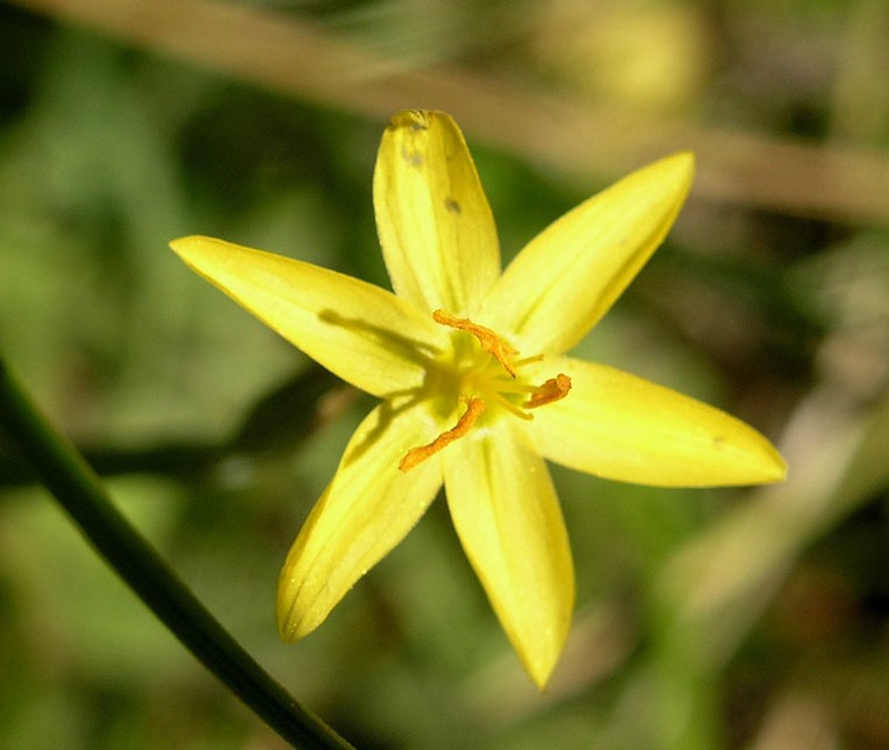 Timberland Blue-Eyed Grass photo 8