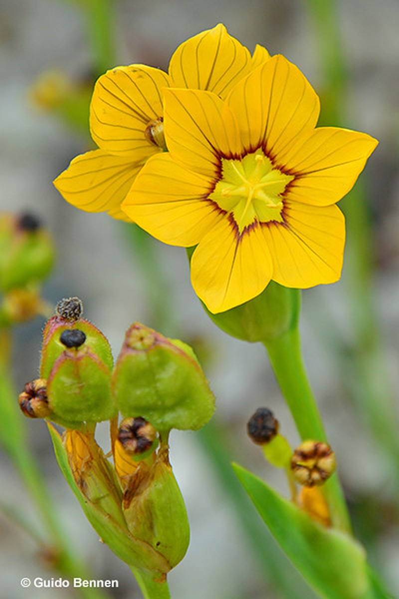 Sisyrinchium magnicapsulare