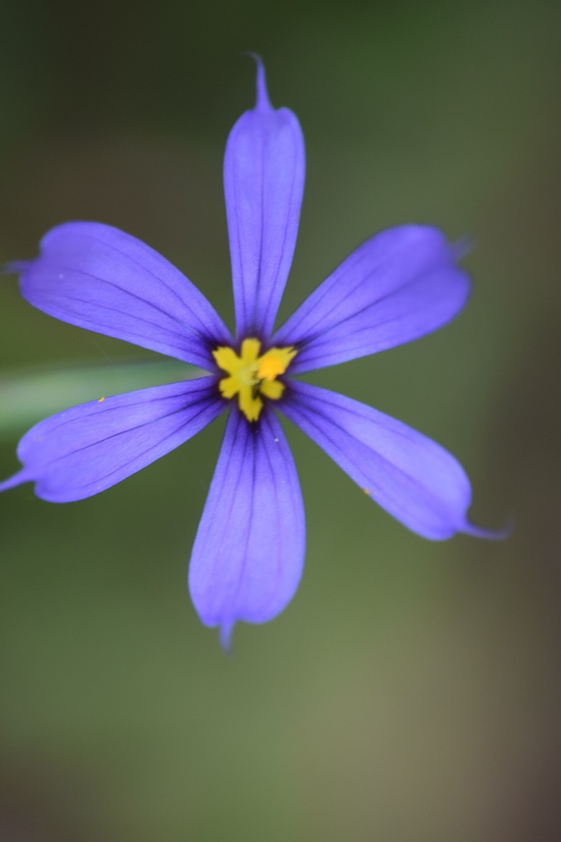 Miami Blue-Eyed Grass