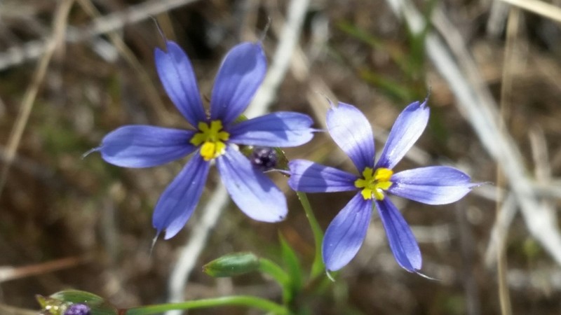 Miami Blue-Eyed Grass photo 2