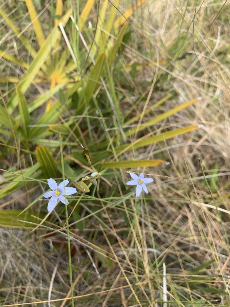 Miami Blue-Eyed Grass photo 3