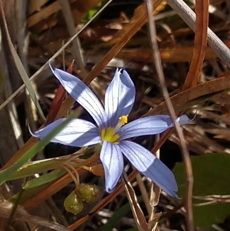 Miami Blue-Eyed Grass photo 4