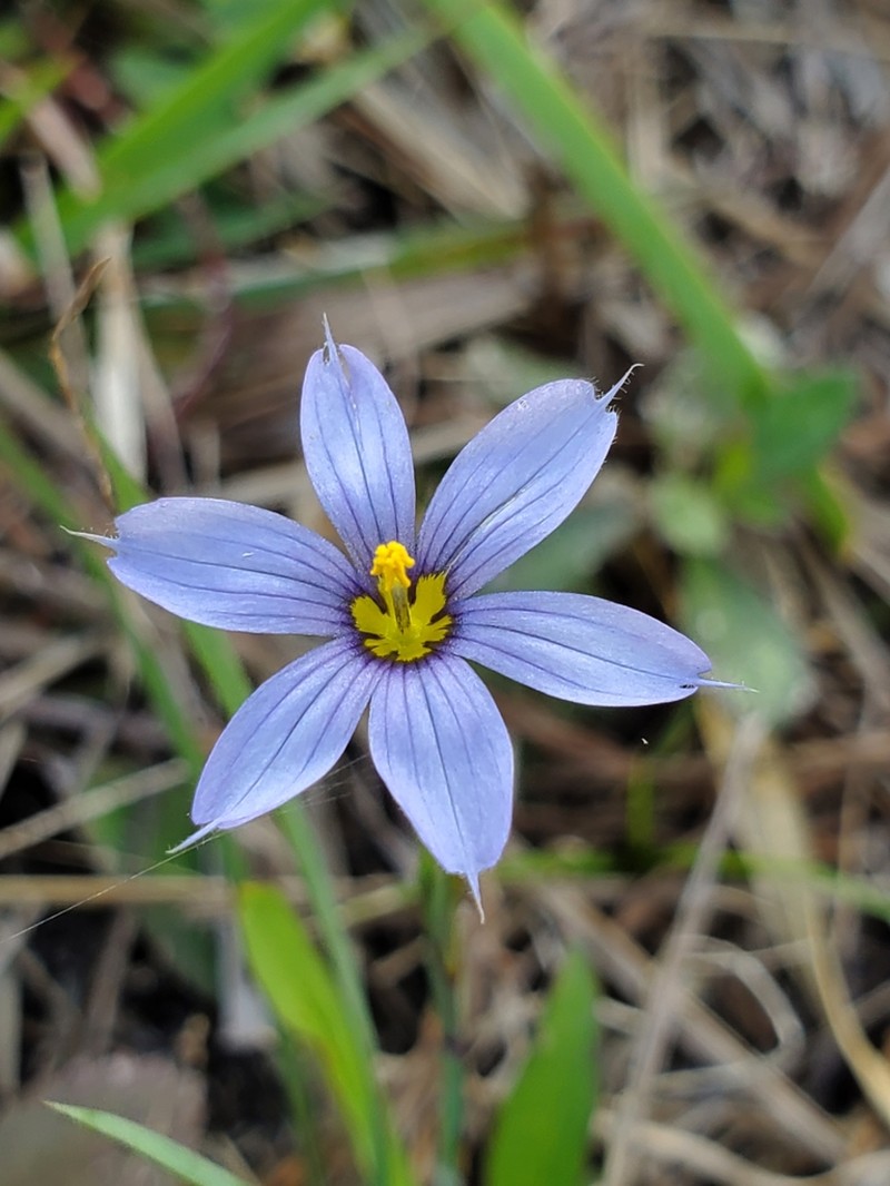 Miami Blue-Eyed Grass photo 5