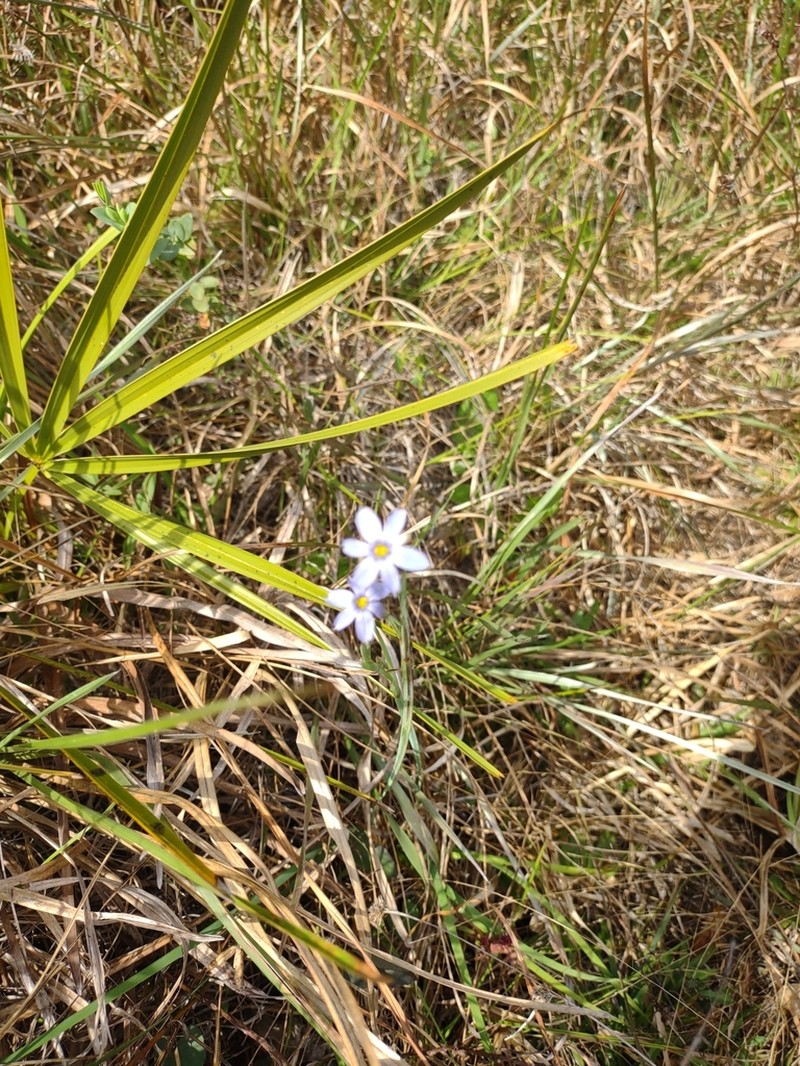 Miami Blue-Eyed Grass photo 6