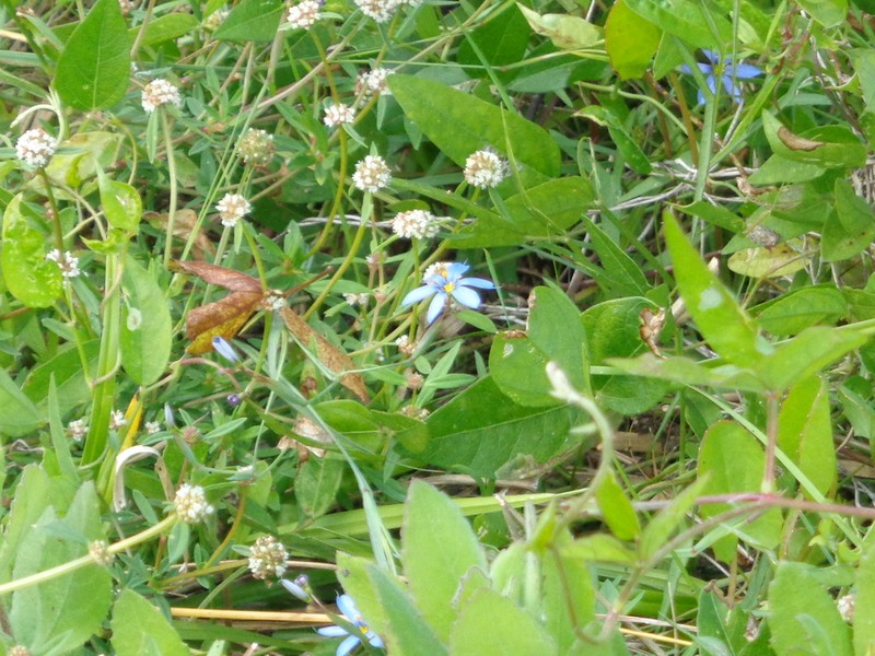 Miami Blue-Eyed Grass photo 7