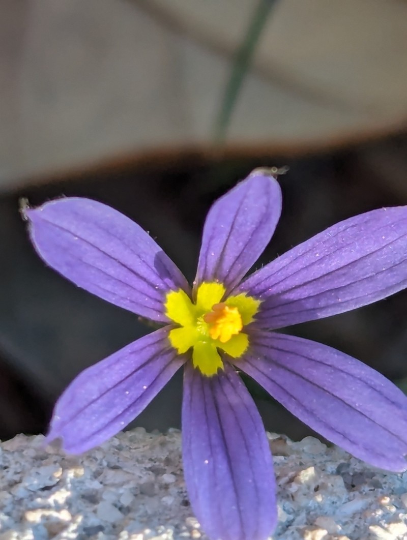 Miami Blue-Eyed Grass photo 8