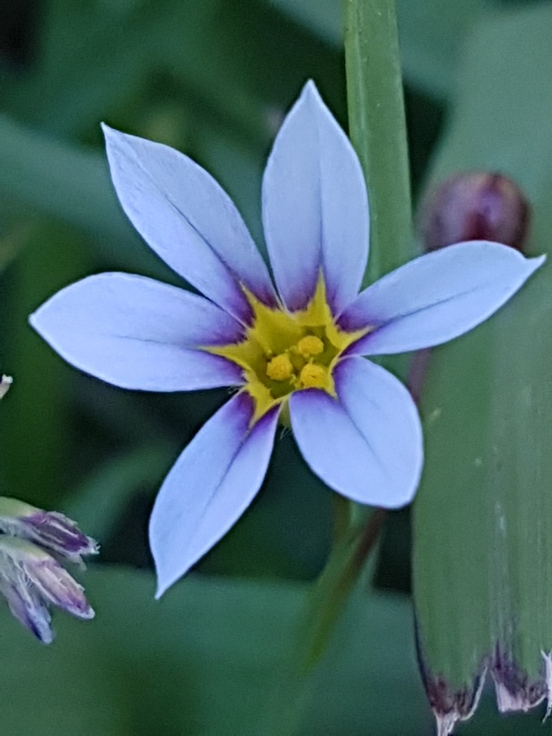 Annual Blue-Eyed Grass