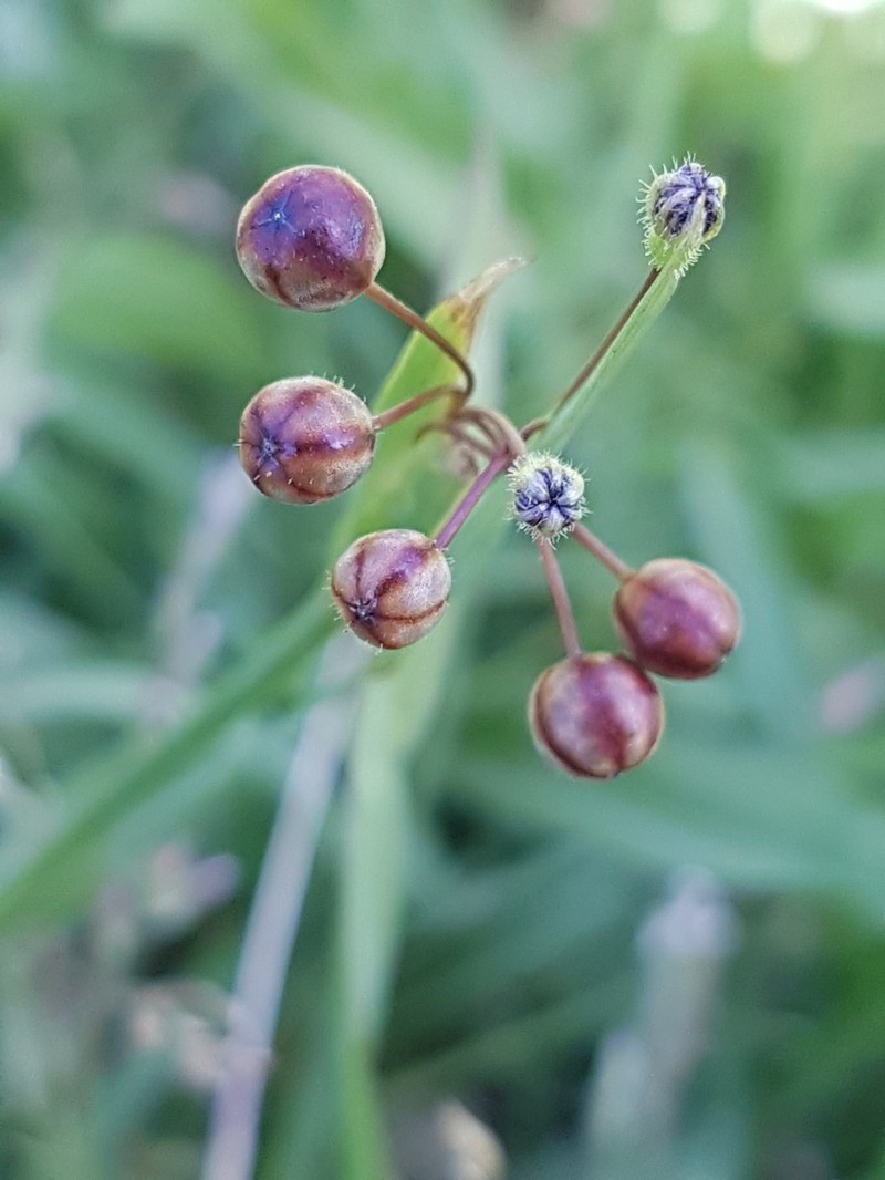 Annual Blue-Eyed Grass photo 2