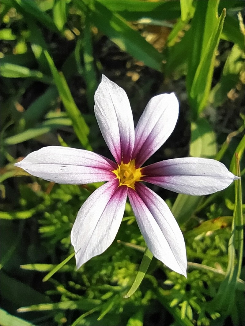 Annual Blue-Eyed Grass photo 3