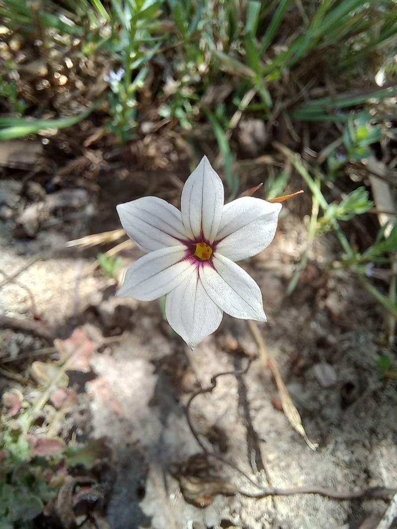 Annual Blue-Eyed Grass photo 4