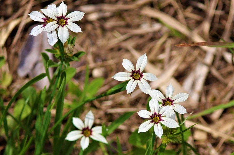 Annual Blue-Eyed Grass photo 5