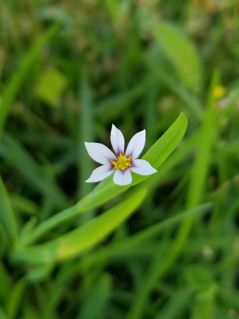 Annual Blue-Eyed Grass photo 6