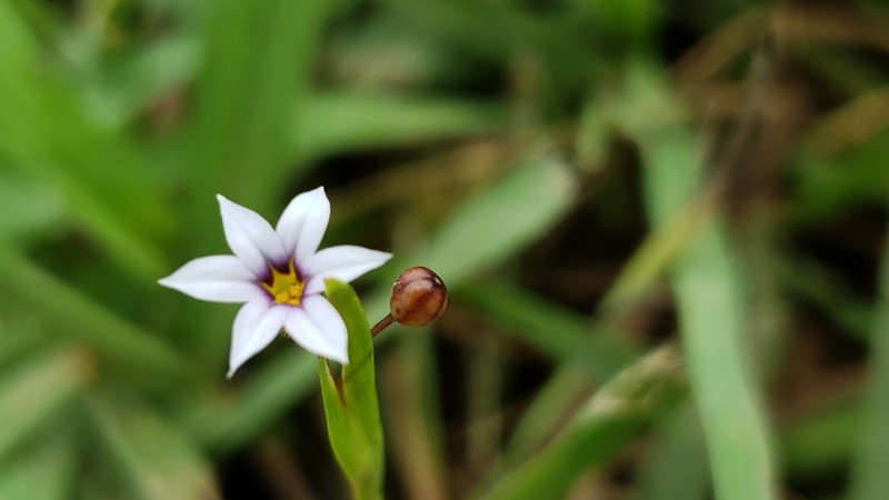 Annual Blue-Eyed Grass photo 7