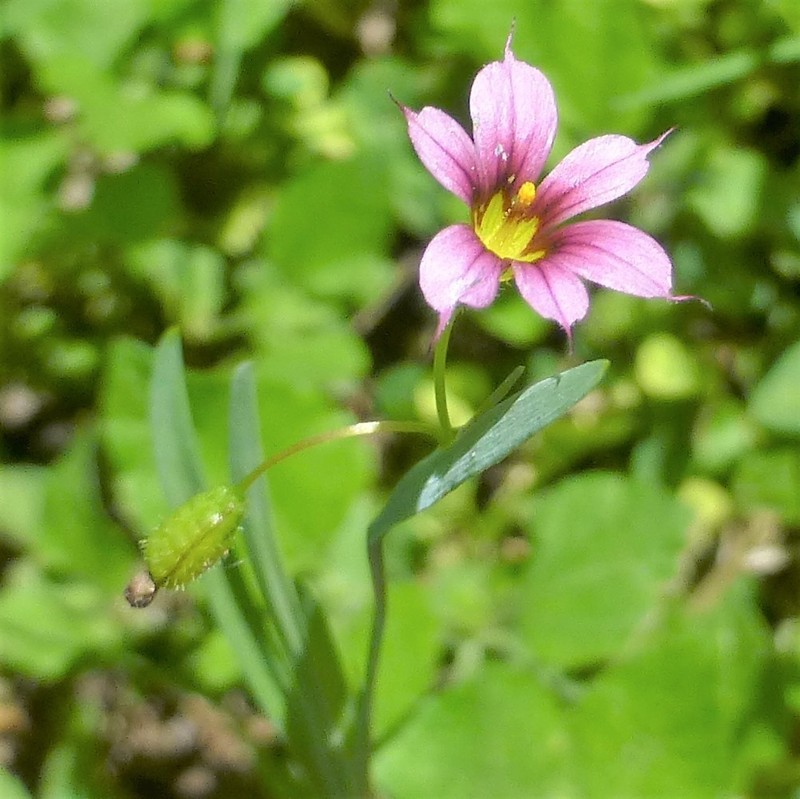 Dwarf Blue-Eyed Grass