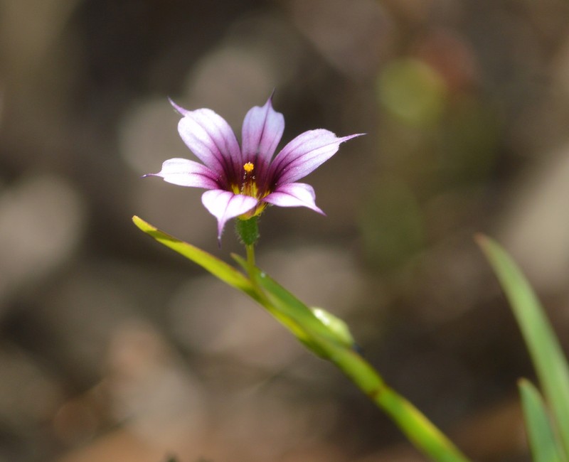 Dwarf Blue-Eyed Grass photo 2