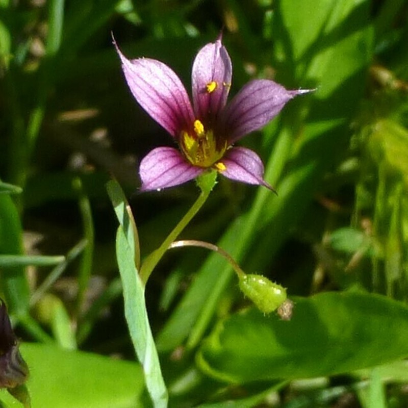 Dwarf Blue-Eyed Grass photo 3