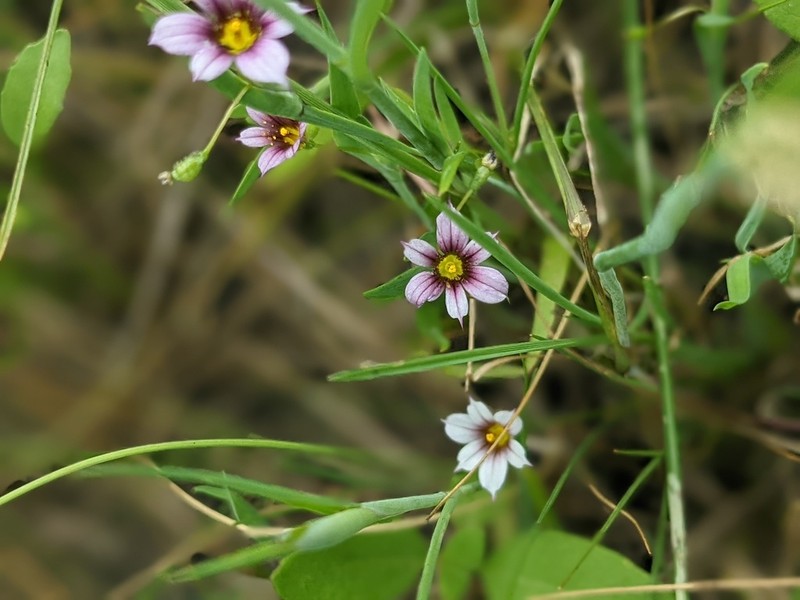 Dwarf Blue-Eyed Grass photo 4