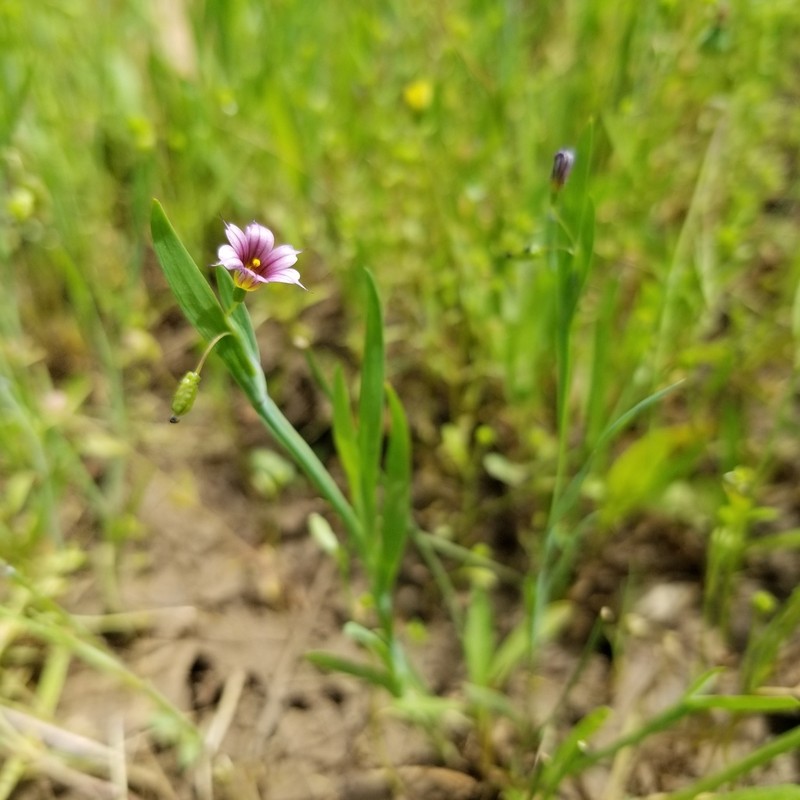 Dwarf Blue-Eyed Grass photo 5