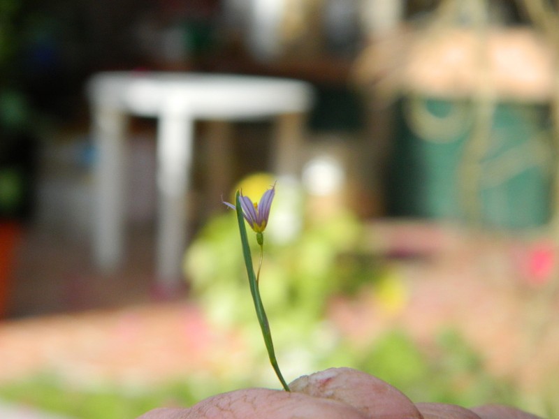 Dwarf Blue-Eyed Grass photo 6