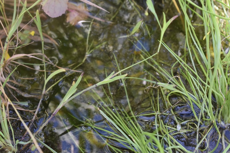 Dwarf Blue-Eyed Grass photo 7