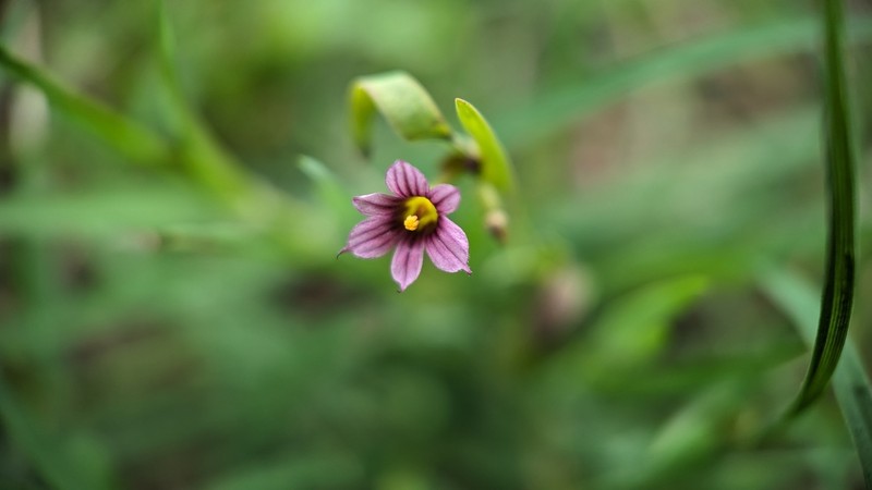 Dwarf Blue-Eyed Grass photo 8
