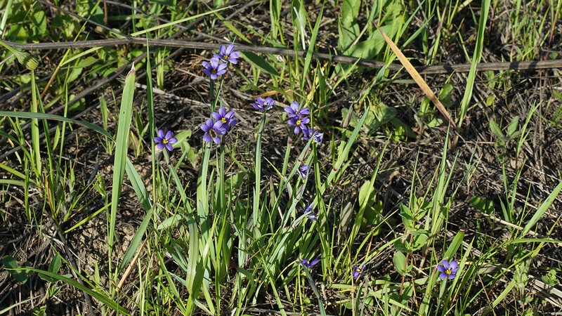 Strict Blue-Eyed Grass photo 4