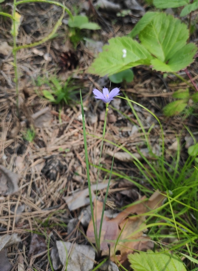 Strict Blue-Eyed Grass photo 5