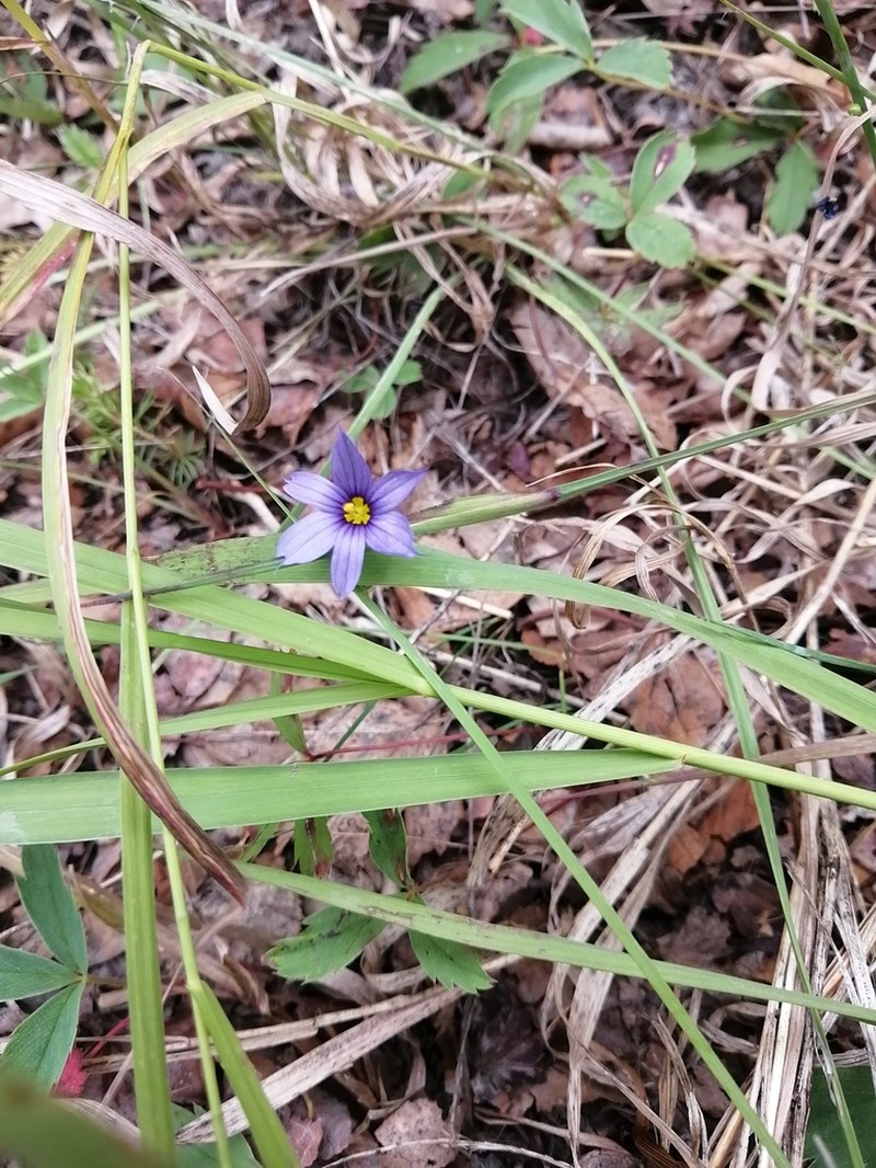 Strict Blue-Eyed Grass photo 6