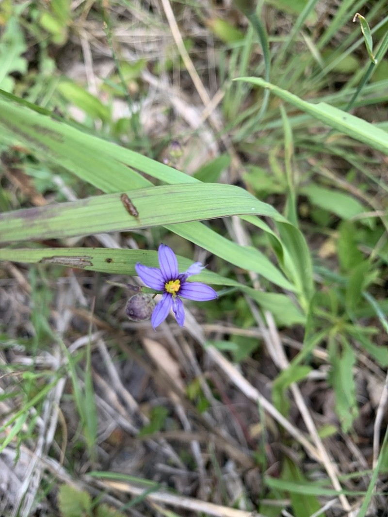 Strict Blue-Eyed Grass photo 7