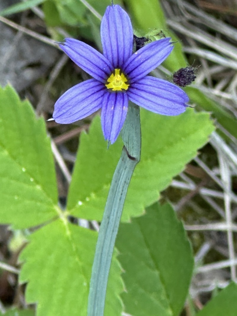 Strict Blue-Eyed Grass photo 8