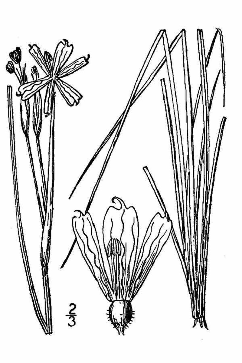 Strict Blue-Eyed Grass