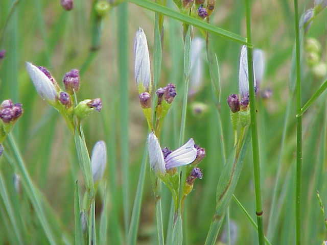 Strict Blue-Eyed Grass photo 6