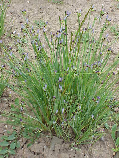 Strict Blue-Eyed Grass photo 7