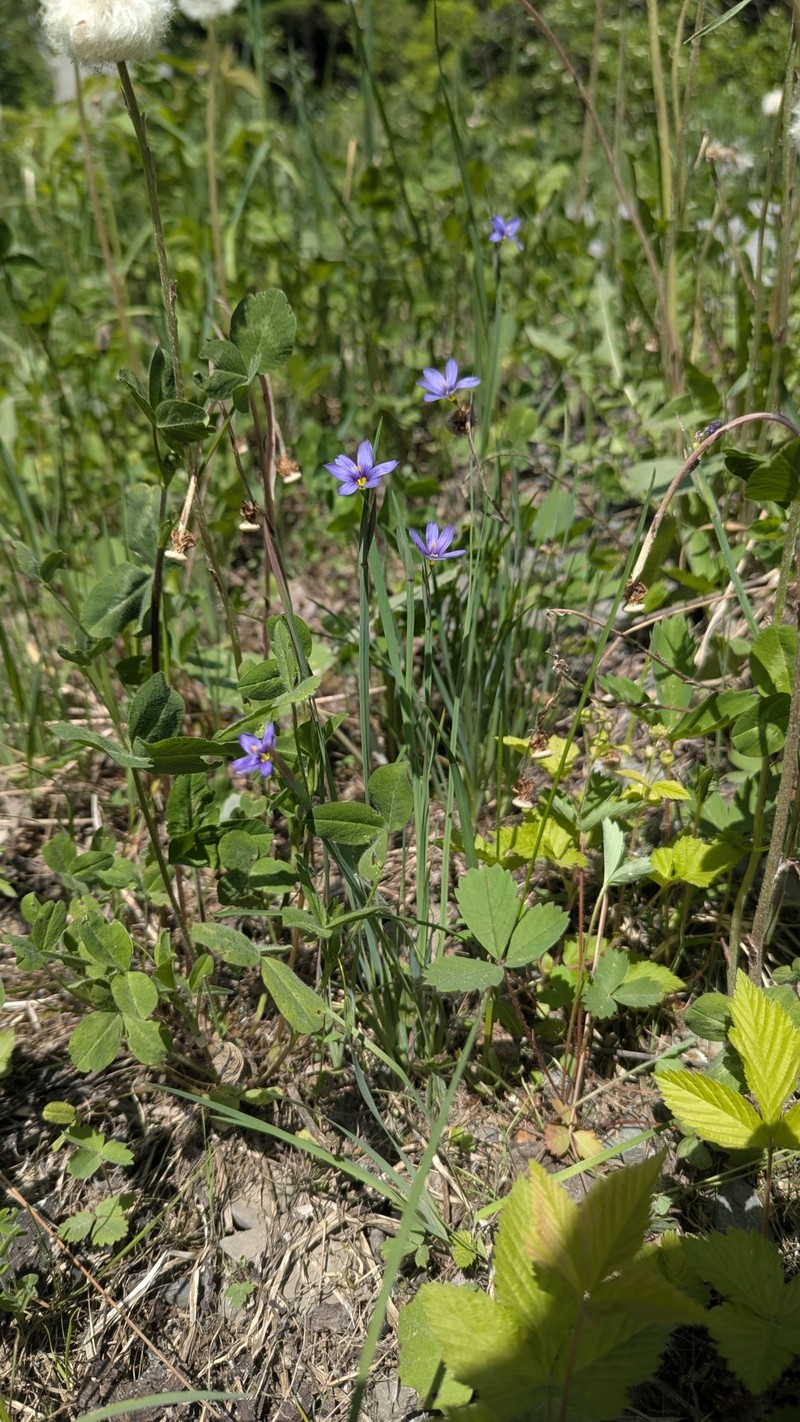 Sisyrinchium montanum var. crebrum