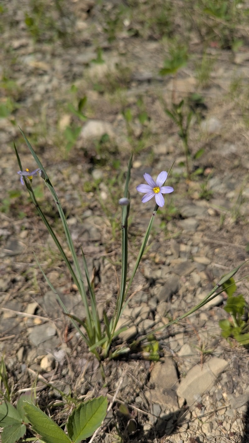 Sisyrinchium montanum var. crebrum photo 2